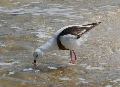 Banded Stilt (Cladorhynchus leucocephalus)