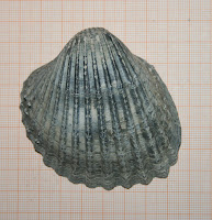 Grote hartschelp