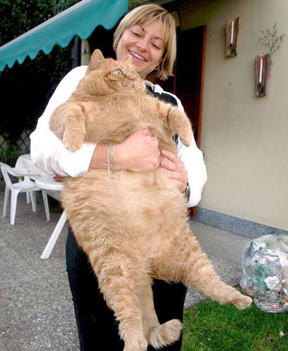 Fattest Cat + Tallest Dog (in the World!)