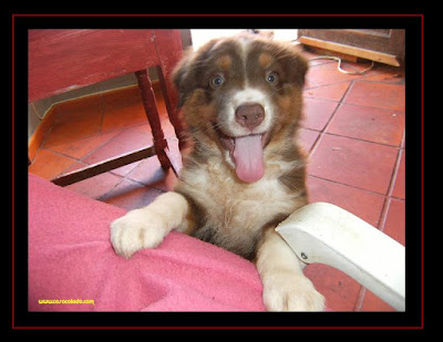 Cachorros Pastor Australiano com 2 meses