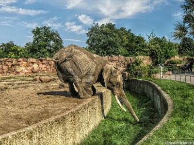 foto de elefante tomando agua  