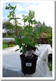 Syrenhortensia