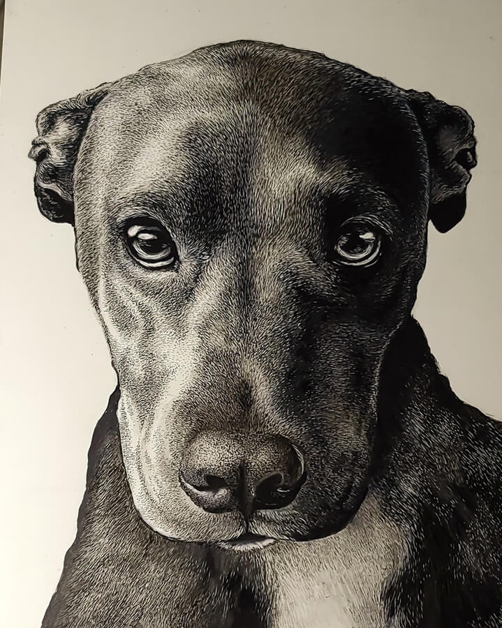 04-Dog-with-kind-eyes-Animal-Art-Shelby-Elizabeth-www-designstack-co