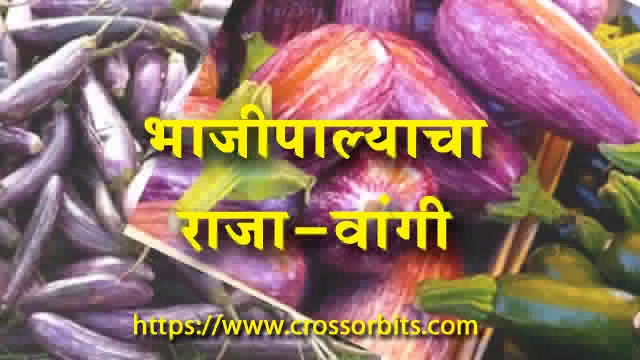 Brinjal nutritional inportance