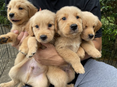 Golden Retriever Rescue Puppies For Sale Near Me
