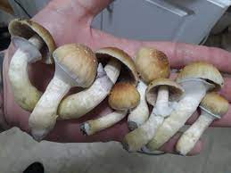 Benefit of Microdosing of Psilocibin Mushrooms