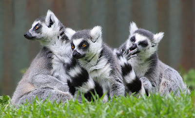 foto lemur