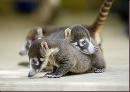 Amazing Pictures of Animals Coati Nasua. Alex (10)