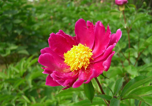 Peony Flowers Pictures