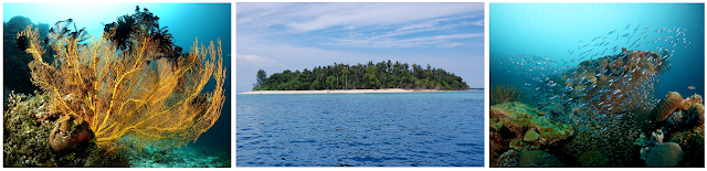  yakni pulau yang sangat indah dengan luas sekitar  Pulau Plum (Pulau Tengah) - Wisata Halmahera Timur