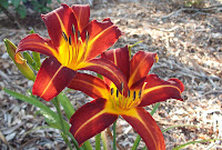 Autumn Red Daylily