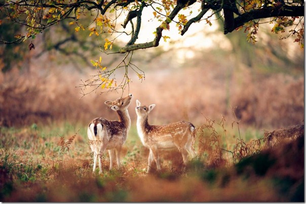animales divertidos migallinero (6)