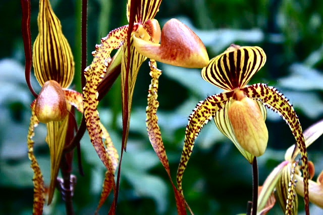 National Orchid Garden at Singapore Botanic Gardens