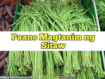 Paano Magtanim ng Sitaw