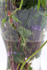 Humulus lupulus divji hmelj close up v vazi