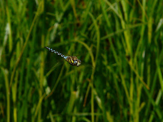 Southern Hawker, Speke/Garston Coastal Reserve