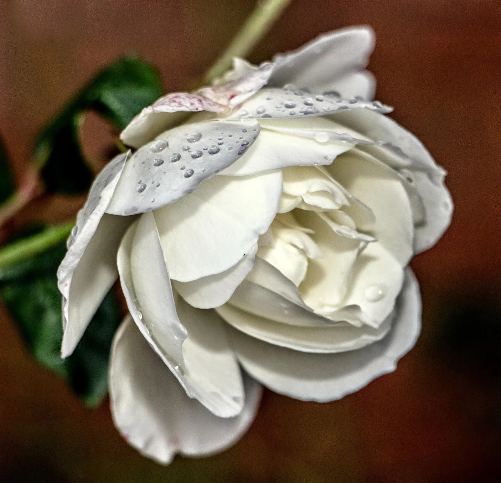 Flowers In The Rain Durbanville, Cape Town - Canon EOS 700D / EF-S 18-135mm IS STM Lens