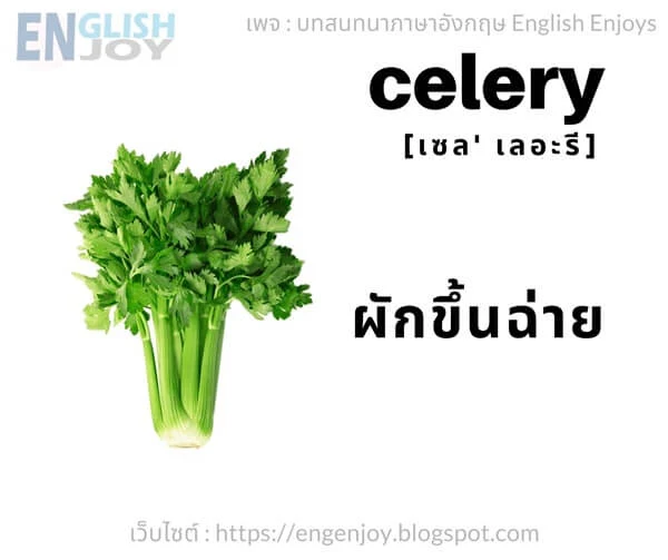 คําศัพท์ภาษาอังกฤษ ผัก - Celery (ผักขี้นฉ่าย)_Vegetables