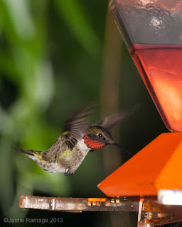 Humming bird, feeder.  www.jamieramage.com