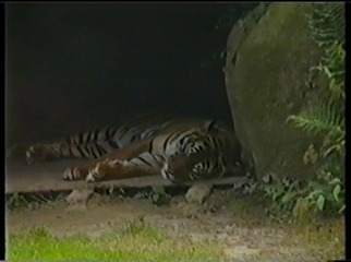 2001.08.26-003 tigre de Sumatra
