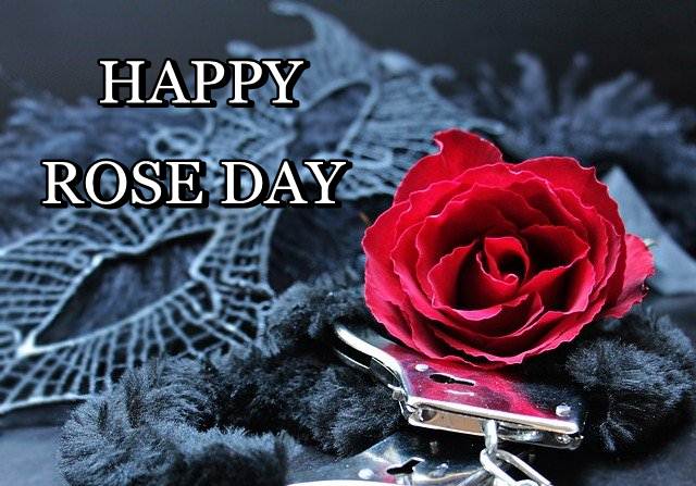 HAPPY ROSE DAY, ROSE DAY, ROSE DAY IMAGES DOWNLOAD