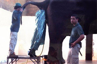 Elephant veterinarian