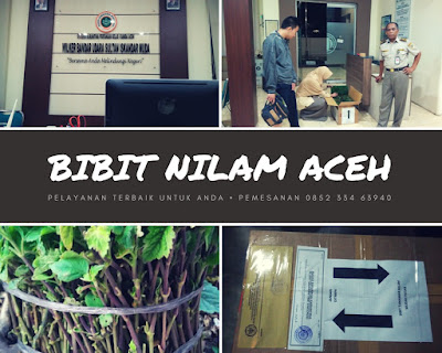 Proses Karantina Tumbuhan BIBIT NILAM ACEH