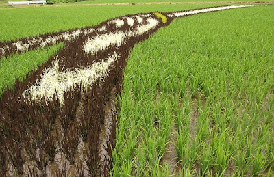 Sawah Jepang Unik Dilukis Beragam Karakter