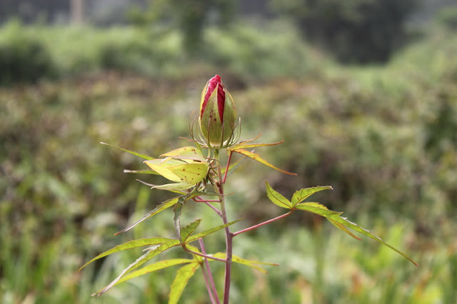 Scarlet Rosemallow Flowers Pictures