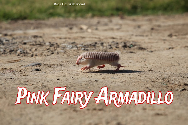 पिंक फेयरी आर्माडिलो (Pink Fairy Armadillo)