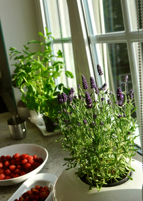 Gdansk sunday herbs