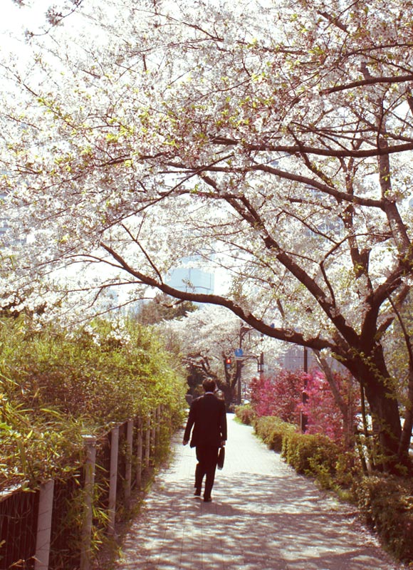 2011近所の桜