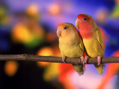 Picture Love Birds