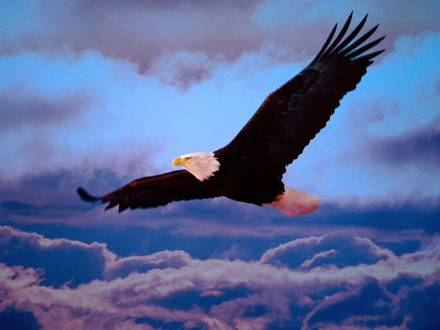 3D Flying Bald Eagle HD Wallpaper Free