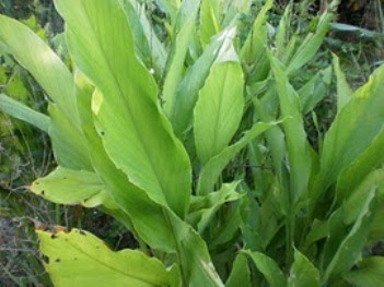  tumbuhan  herbal Kunyit  Curcuma longa Linn Tanaman 