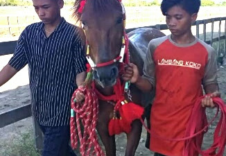 Ketua Panitia Pacuan Kuda Sesalkan Tradisi Penggunaan Joki Cilik Dilaporkan ke Polda