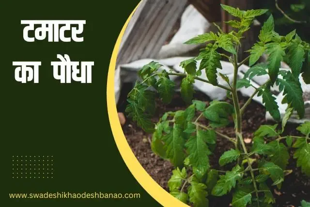 Information about tomato plant in Hindi