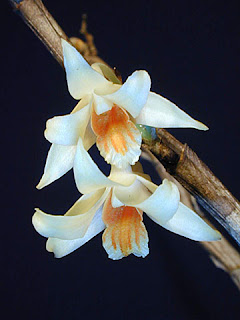 Dendrobium singkawangense, Cymbidium finlaysonianum, Coelogyne Pandurata, Coelogyne speciosa, Orchid Coelogyne celebensis, Sang Diva, Si Kupu-Kupu Rawa, Vanda limbata, Vanda metusalae, Vanda insignis, Vanda celebica, Anggrek cantik, langka, Tanaman Indah