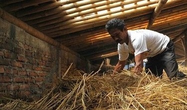 cara beternak ayam broiler yang baik