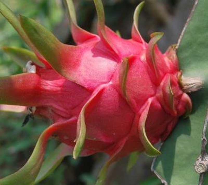 clip_image007