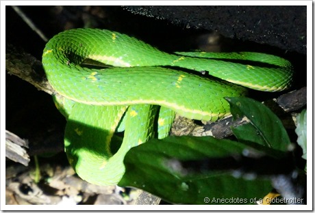 Viper Snake