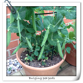 peapods