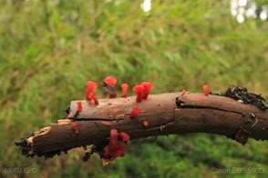 IMG_2779