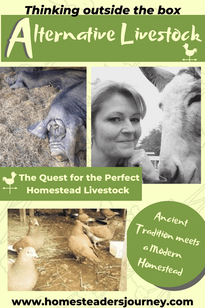 Livestock farming doesn't have to be cows, goats and chickens! We looked to other alternative livestock to find what fit our dream homestead! It can be a deeper learning curve but when the perfect livestock works it just brings you closer to your dream! Worth the effort! #homesteader #livestockfarming 