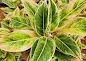 Aglaonema Pink Aurora care
