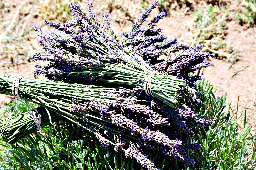 lavender-field-farm-New-Mexico