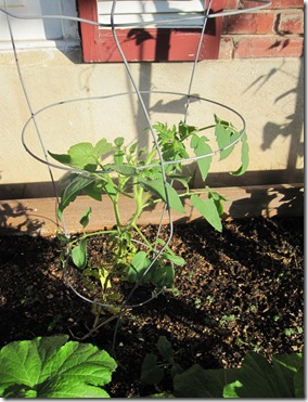 Summer Garden 002