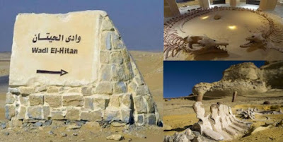 معلومات عن وادي الحيتان All we need to know about Wadi Al-Hitan