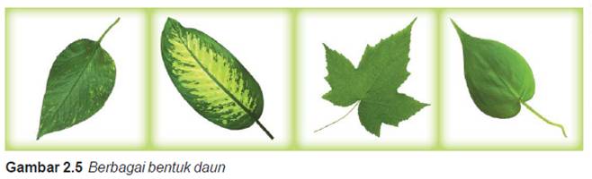 16+ Info Terpopuler Bentuk Daun