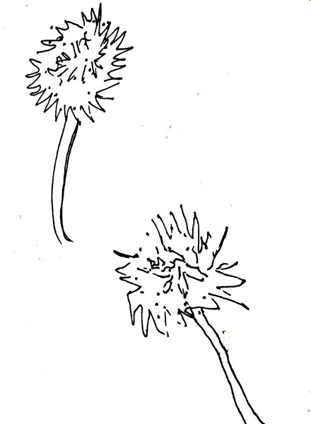 Dandelion drawing left hand then right hand